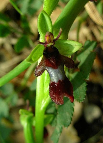 Ophrys insectifera